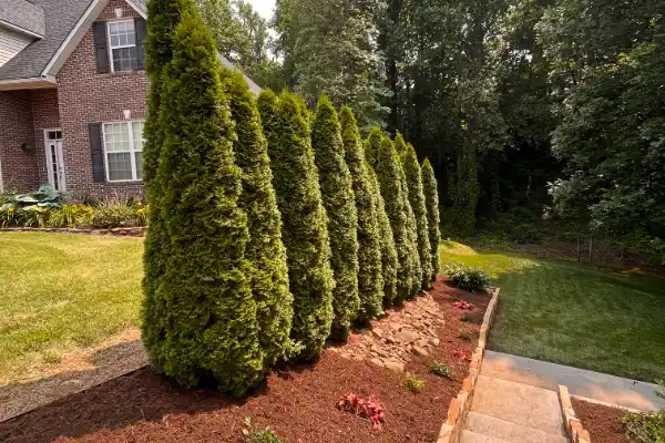 tree-planting-feature